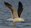 1cy fuscus in August, ringed in Finland. (81365 bytes)